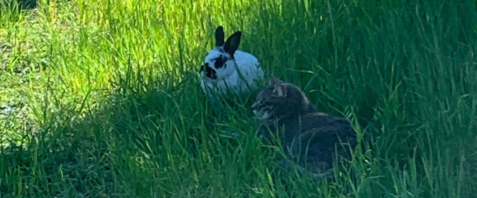 Bunny and cat laying calmly next to each other in green grass.